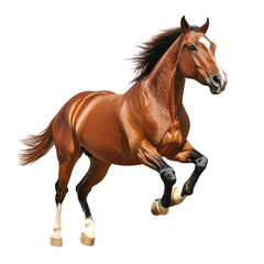 Obraz premium Running Horse on transparent background