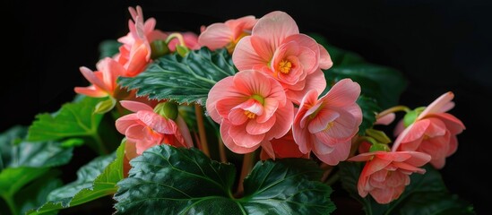 A native South American pink Begonia semperflorens hybrid known for thriving in various soils and shade symbolizes romance and love It is perfect for enhancing gardens and landscapes This is a suitab