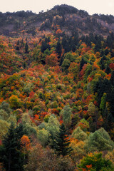 Otoño en Sauth deth pish, Vielha, Val de aran