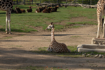 A tall giraffe is resting peacefully on the ground amidst a lush green field surrounded by other giraffes © Viktar