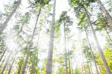 Sunlight is getting through coniferous trees in a forest. Overexposed luminous image of majestic and wonderful nature. Breathing. Looking up perspective. Immersion in nature, hiking and nature walks.