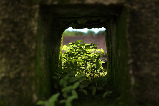 A glimpse through a small moss-covered window reveals vibrant green plants thriving in the soft light, beautifully contrasting the weathered stone, symbolizing nature's quiet resilience and renewal.