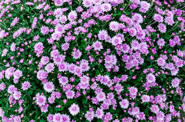 Beautiful pink autumn chrysanthemum flowers
