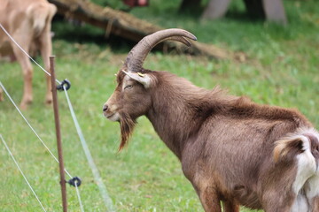 Lonely goat on a green meadow