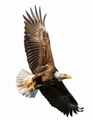 Fototapeta premium ハクトウワシ（bald eagle on white background） 