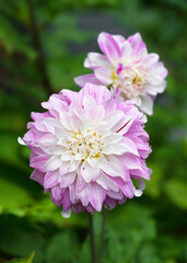 Elegance pink, white decorative dahlia flower "Pink Petticoat" at sunny day with nice and soft blurry bokeh background. Floristic or gardening concept. Copy space.
