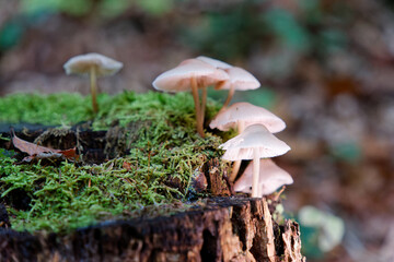 Natural mushrooms in a biological biotope in a forest in Bavaria, Europe