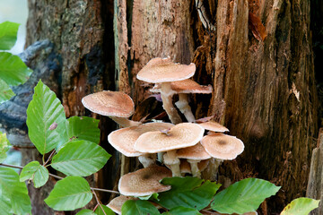 Natural mushrooms in a biological biotope in a forest in Bavaria, Europe