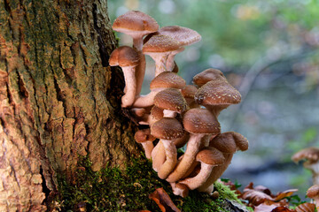Natural mushrooms in a biological biotope in a forest in Bavaria, Europe
