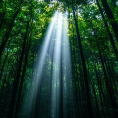 Obraz premium Sunlight beams filtering through a dense forest, creating a serene atmosphere.