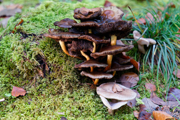Natural mushrooms in a biological biotope in a forest in Bavaria, Europe