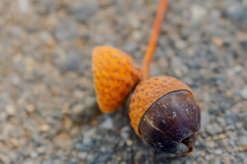 Eicheln auf dem Boden