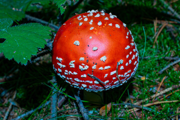 Ein Fliegenpilz im Wald