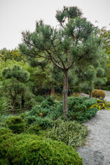 stone lady, sculpture, yellow autumn flowers,  trees, pines, landscape, decorative forest, workshop, excursion
