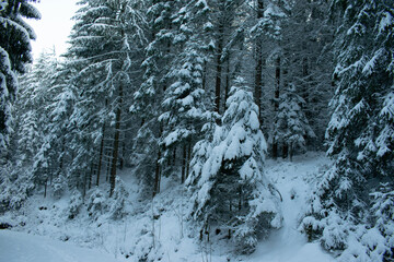 Unterwegs durch den winterlichen Wald