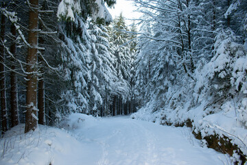 Unterwegs durch den winterlichen Wald