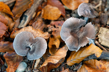 Natural mushrooms in a biological biotope in a forest in Bavaria, Europe