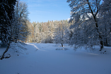 Ein klarer Wintertag im Wald