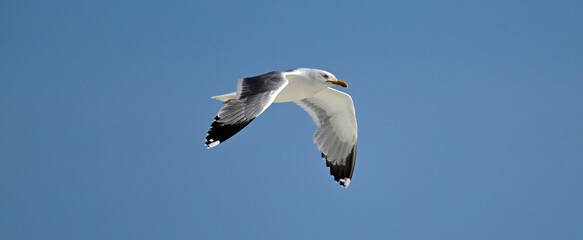 Mittelmeermöwe // Yellow-legged gull (Larus michahellis) - Griechenland