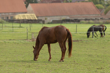 Obraz premium There are two beautiful horses peacefully grazing in a lush green field, with a rustic barn situated in the background enhancing the scenery