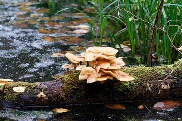 Natural mushrooms in a biological biotope in a forest in Bavaria, Europe