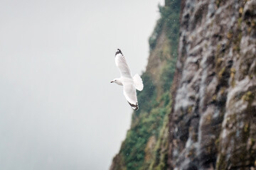 Red billed gull flying forage during the rain in the forest
