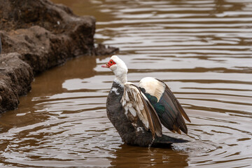 close up. Ducks swimming in an almost empty lagoon