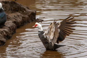 close up. Ducks swimming in an almost empty lagoon