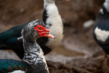 close up. Ducks swimming in an almost empty lagoon