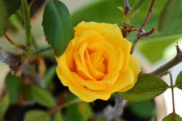 a yellow rose on the bush isolated macro