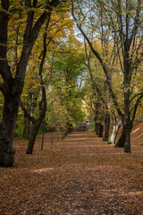 Naklejka premium a beautiful autumn day with a leave covered path with colorful trees