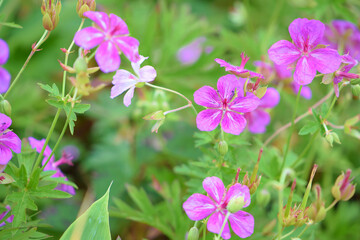 Fototapeta premium Geranium soboliferum in Kirigamine, Nagano, Japan
