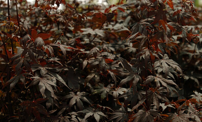 Beautiful bright warm red leaves of a Japanese Maple tree - Acer Palmatum Atropurpureum (Fireglow). Red leaves of Japanese Maple Tree, Abstract natural background. Minimal, stylish, trend concept.