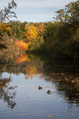 Fototapeta premium Beautiful autumn day with colorful leaves on trees and on the ground