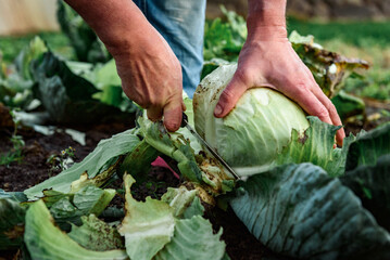 Farmer cutting head of cabbage with a knife. Cabbage harvesting concept.