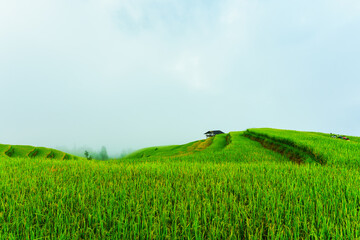 Lush green rice field terraces with wooden hut and foggy covered in the morning on countryside