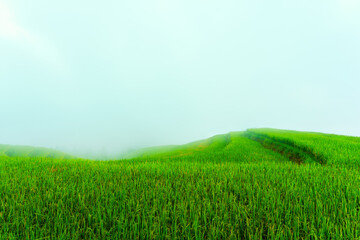 Lush rice fields terrace with foggy covered in the sky