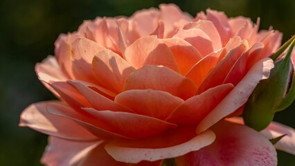 Pink red rose illuminated by soft light