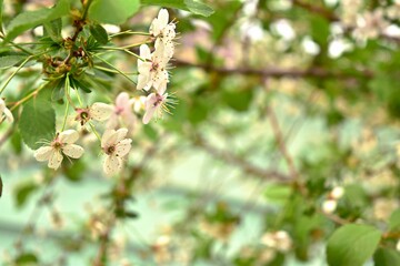 Cherry blossom tree in Uzbekistan