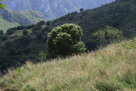 &aacute;rbol entre dos lineas paralelas