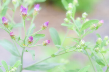 Aster microcephalus var. ovatus in Kirigamine, Nagano, Japan