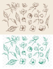 Sketch jasmine flowers and leaves, blossom,  floral set of vector monochrome illustrations, hand drawn, isolated