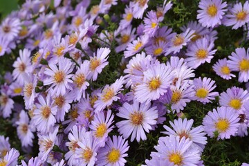 Bright purple asters novae-angliae in the autumn garden with water drops after rain enjoyed the sun.
