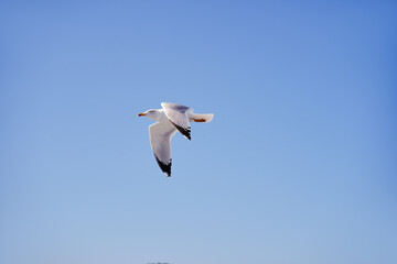 Large white seagulls fly against the sky