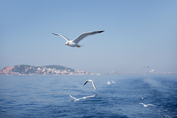 Gull birds flying over the sea