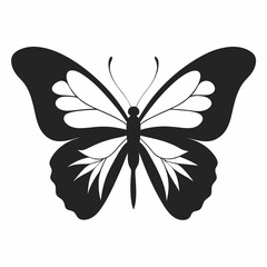butterfly on white background