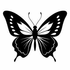 butterfly illustration