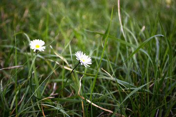 daisies in the grass
