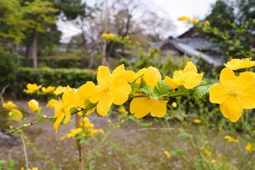 Kerria japonica in Kyoto, Japan