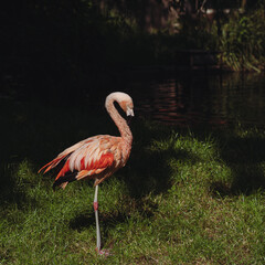 Beautiful Portrait Chilean Flamingo Birds - (Phoenicopterus Chilensis).